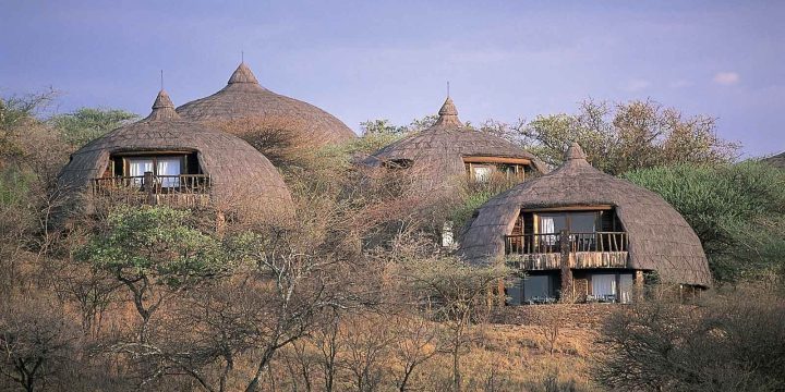 Serengeti Serena